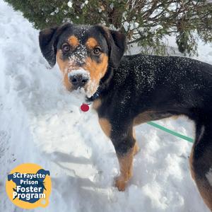 Douglas, Mixed Breed (Large), adult, available for adoption