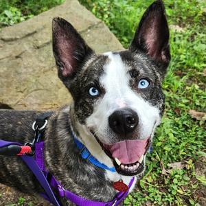 Royal, Cattle Dog, Australian (Blue Heeler), adult, available for adoption