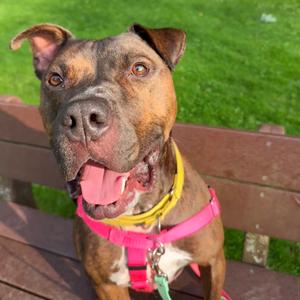 Odyssey, Mixed Breed (Medium), adult, available for adoption