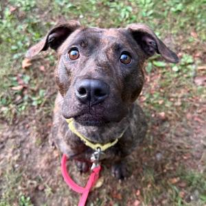 A brown and black brindle dog with large, expressive eyes and floppy ears, wearing a yellow collar and a red leash, looking up at the camera.