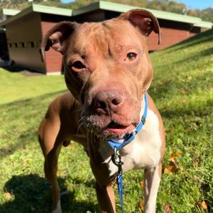 Giuseppe, Mixed Breed (Medium), adult, available for adoption