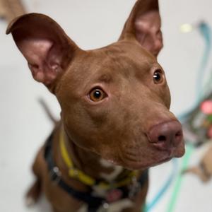 Teoro, Mixed Breed (Large), adult, available for adoption