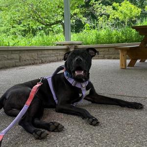 Smokey, Mixed Breed (Large), adult, available for adoption