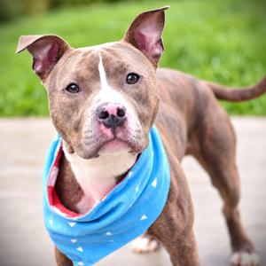Lloyd, Terrier, young, available for adoption