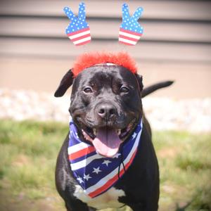 Bentley, Terrier / Labrador Retriever, adult, available for adoption