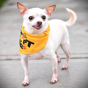 A small white dog wearing a yellow bandana with the words "ADOPT ME" on it.