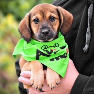 Todd, Beagle / Wirehaired Terrier, puppy, available for adoption