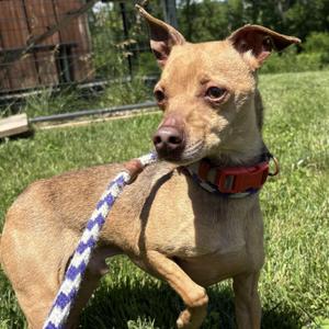 Captain John, Chihuahua, adult, available for adoption