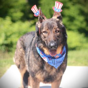 Bandit, German Shepherd Dog, adult, available for adoption