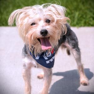 Bugatti, Yorkshire Terrier, adult, available for adoption