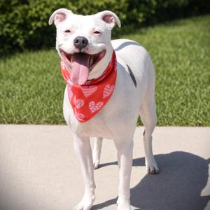 Cali, Terrier, adult, available for adoption
