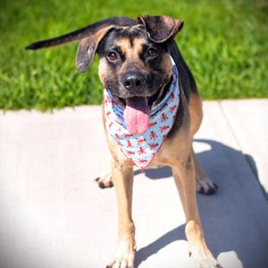 Pepe, Hound / German Shepherd Dog, adult, available for adoption