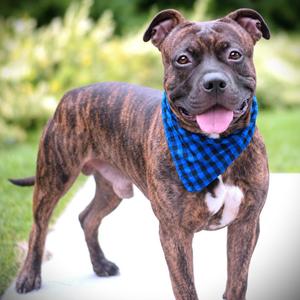 Pumba, Terrier, adult, available for adoption