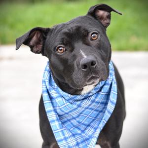 Hermie, Terrier, young, available for adoption