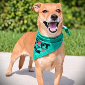Biscuit, Chihuahua, adult, available for adoption