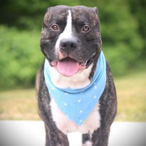 Buddy, Terrier, adult, available for adoption