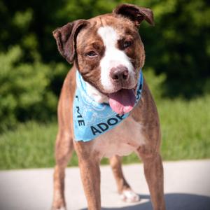 Goku, Husky / Terrier, adult, available for adoption