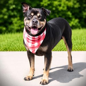 Meatball, Rottweiler, adult, available for adoption