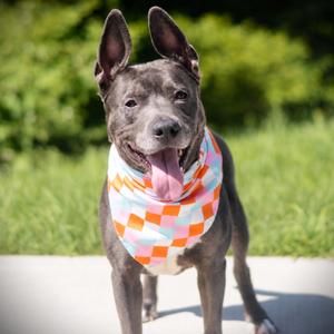 Miss Lady, Terrier, adult, available for adoption
