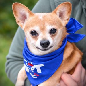 Bernie, Chihuahua, senior, available for adoption