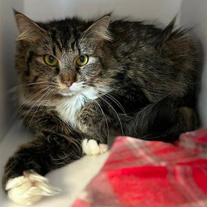 Dalilah, adult, available for adoption