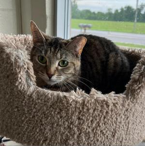 Coral, adult, available for adoption