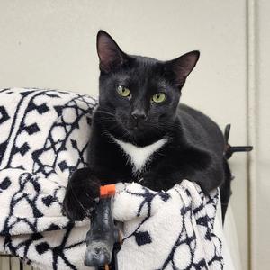 Cade, adult, available for adoption