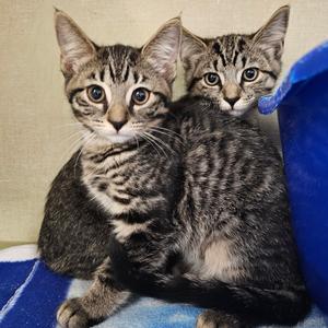 Clawdia, young, available for adoption