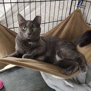 Caitlyn/Spectacular, adult, available for adoption
