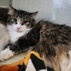 Darcy, adult, available for adoption