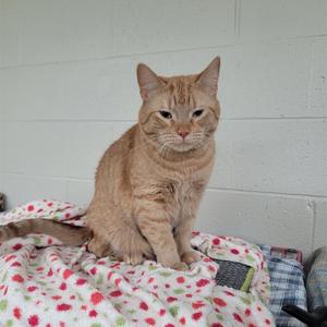 A cat sitting on a blanket