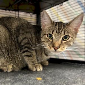 Arlo, adult, available for adoption