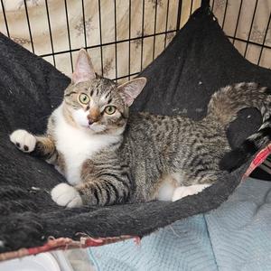 Blossom, young, available for adoption