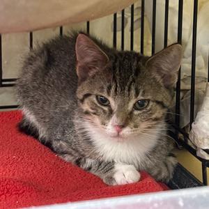 Carousel, kitten, available for adoption