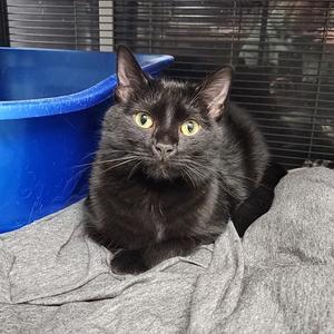 Bishop, adult, available for adoption