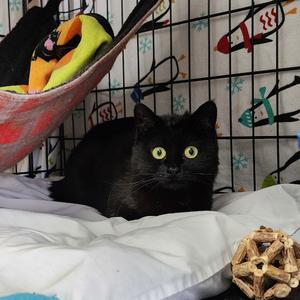 Circe, adult, available for adoption