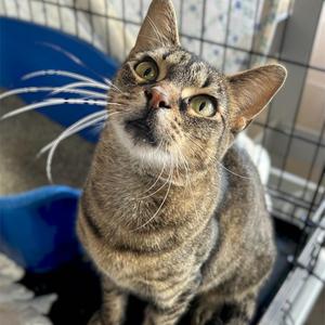 Alice, adult, available for adoption
