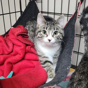 Amelia, adult, available for adoption