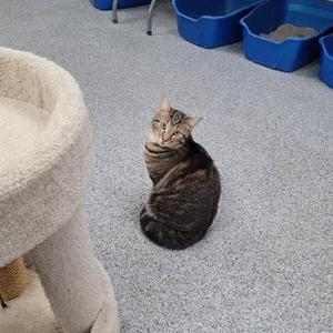 Chevy, adult, available for adoption