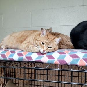 Celeste, adult, available for adoption