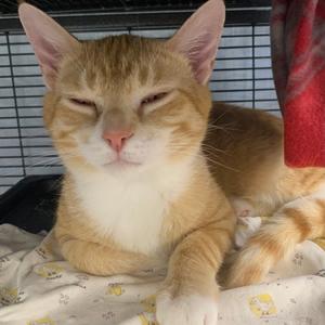 Cheddar, adult, available for adoption