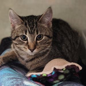 Amara, adult, available for adoption