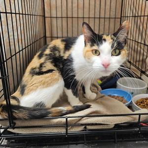 Cleo, adult, available for adoption