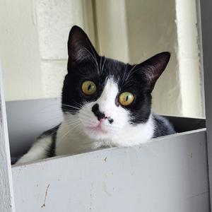 Cece, adult, available for adoption