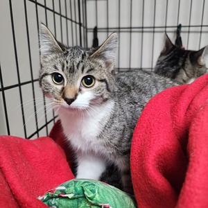 Audrey, adult, available for adoption