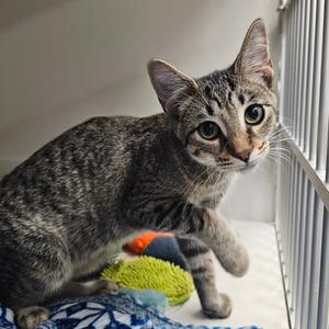 Catch, kitten, available for adoption