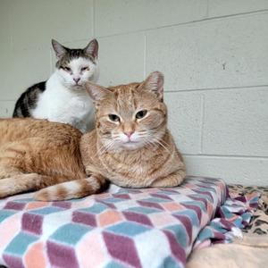 Two cats are sitting on a bed