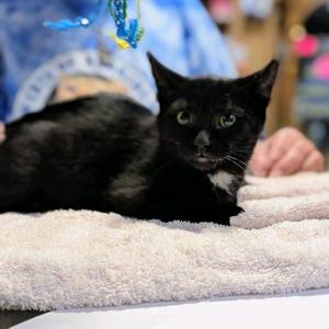 Alfred, kitten, available for adoption