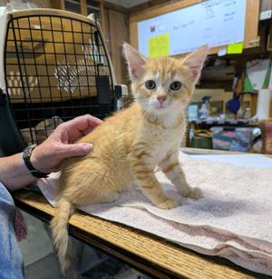 Wally, kitten, available for adoption