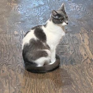 A gray and white cat sitting on a wooden floor.